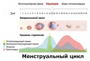 Когда начинаются месячные после приема оргаметрила