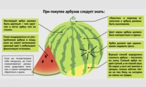 Почему нельзя есть арбузы при цистите