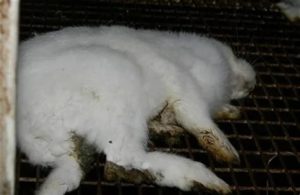 Почему дохнут месячные крольчата