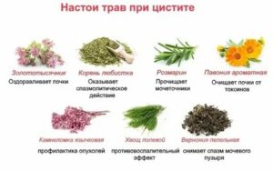 Можно ли лечить цистит чистотелом