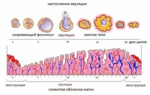 Можно ли забеременеть без месячных и овуляции