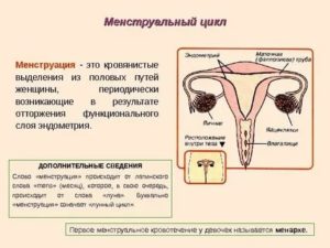 Что такое менструация википедия