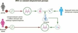 Плохое качество яйцеклеток это бесплодие