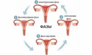 Как по научному называются месячные по научному