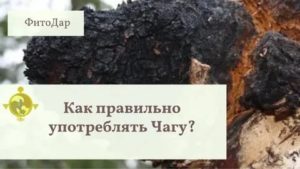 Можно ли пить чагу при вич