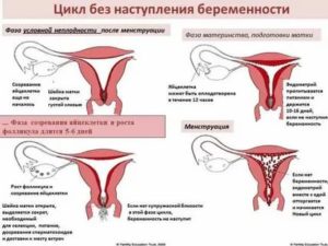 Может ли тироксин повлиять на задержку месячных