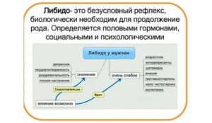 Чем потенция отличается от либидо