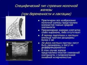 Анатомия молочной железы женщин по узи по митькову