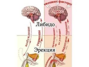 Чем потенция отличается от либидо