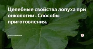 Корень лопуха при онкологии простаты