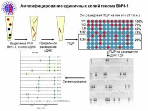 Что такое пцр вич количественный