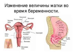 Может ли при климаксе матка быть в тонусе