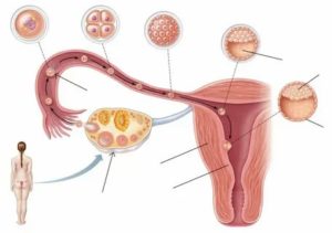 Куда девается неоплодотворенная яйцеклетка если нет месячных