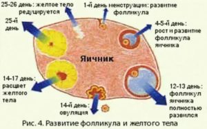 Сколько дней живет желтое тело до месячных