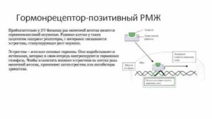 Фитоэстрогены при гормонозависимом раке молочной железы