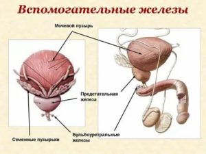 Предстательная луковичная железы