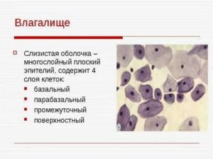 Цитология шейки матки клетки плоского эпителия промежуточного слоя