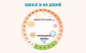 Что такое фертильный период менструального цикла