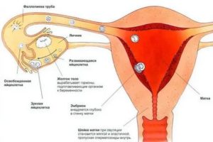 Куда девается неоплодотворенная яйцеклетка если нет месячных