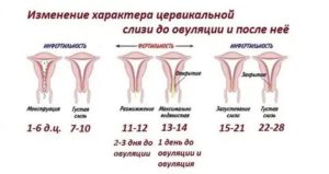 Какого размера должна быть матка после месячных