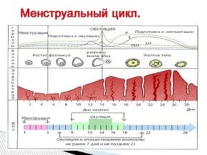 Почему менструальный цикл может стать короче