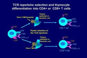 Что такое cd4 cd8 при вич