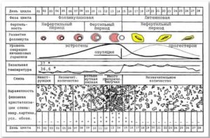 Что такое фертильный период менструального цикла