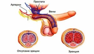 Прилив крови к простате массаж