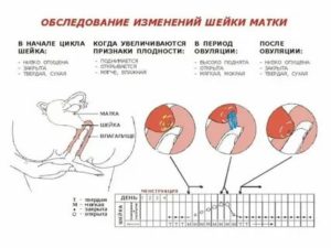 Как узнать когда пойдут первые менструации