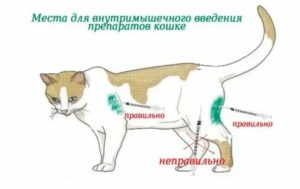 Куда колоть ношпу коту при цистите
