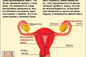 Почему рано прекратились месячные