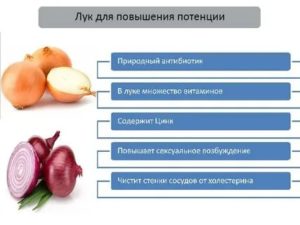 Чем полезен лук для потенции