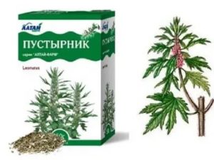 Как пустырник влияет на мужскую потенцию