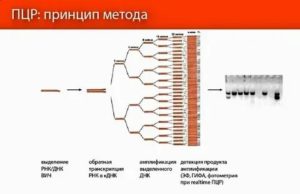 Может ли пцр на вич быть ложноотрицательным