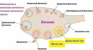 Сколько дней живет желтое тело до месячных