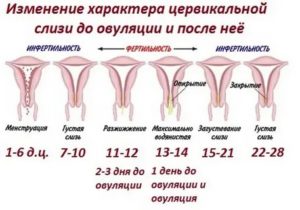 Почему могут прекратиться месячные на середине цикла