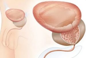 Органотропное действие на предстательную железу что это