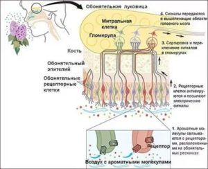 Почему перед месячными обостряется обоняние