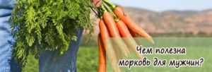 Чем полезна морковь для потенции