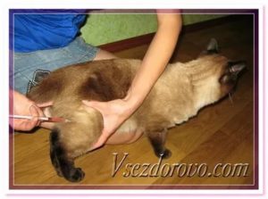 Куда колоть ношпу коту при цистите