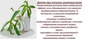 Золотой ус лечебные свойства при простатите