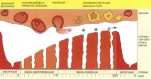 Почему нет овуляции при регулярных месячных лечение