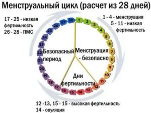 Сколько дней должно пройти после первых месячных до следующих