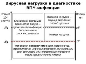 Что такое вирусная нагрузка в гинекологии