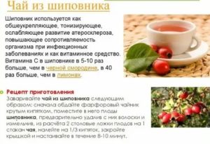 Шиповник при раке простаты польза и вред