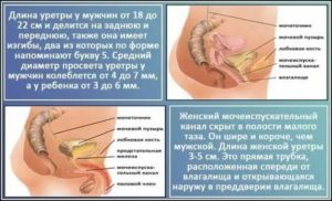 Как можно заразиться циститом от мужчины