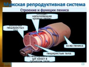 Как увеличить приток крови при эрекции