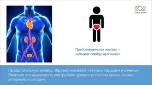 Почему предстательная железа второе сердце мужчины