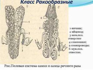 Органы половой системы у раков