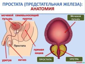 Предстательная железа у мужчин где расположена вид спереди
